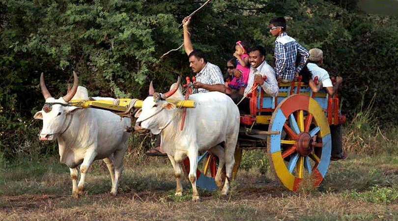 bullock-cart-riding-jadhavgadh-hotel-pune