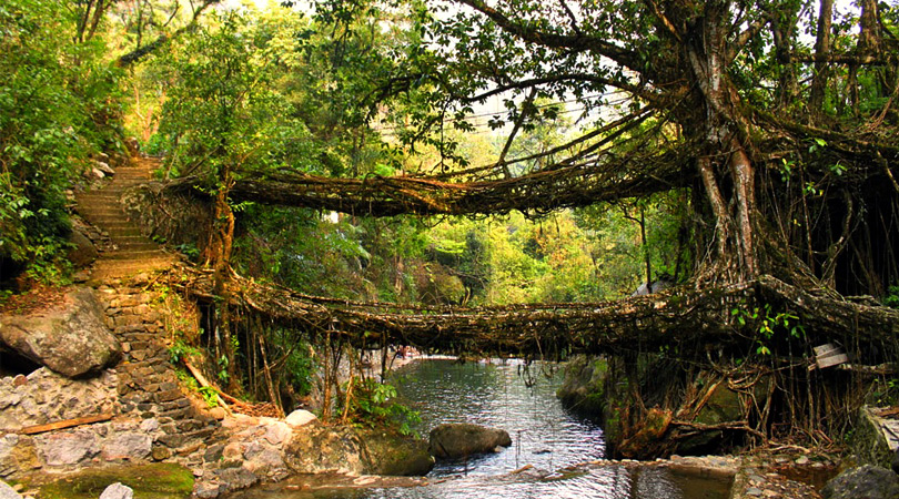 living-root-bridge-meghalaya