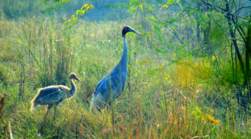 bharatpur-sanctuary-india