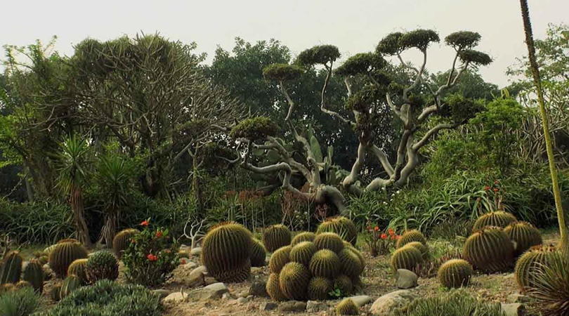cactus-gardens-india