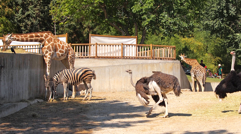 chatt-bir-zoo-india
