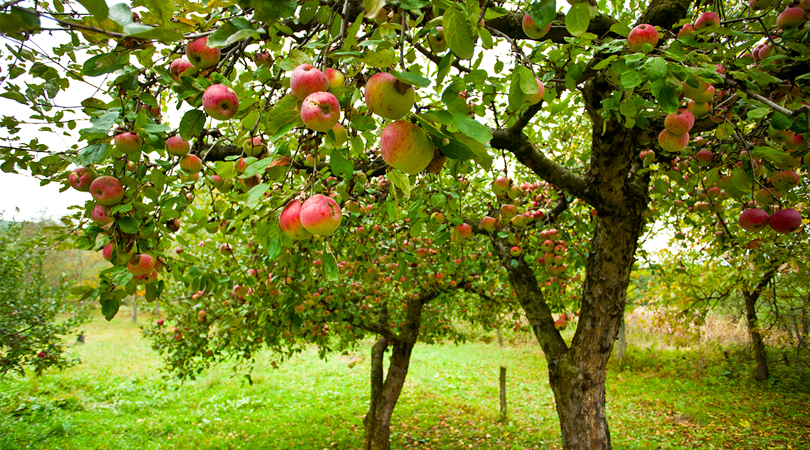 apple-orchards-srinagar