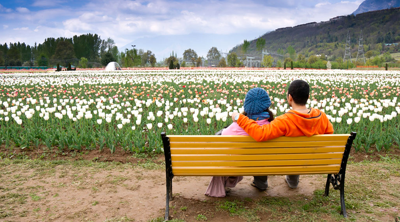 tulip-garden-srinagar-kashmir