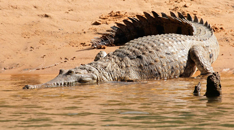 crocodile-safari-at-pali-ghat