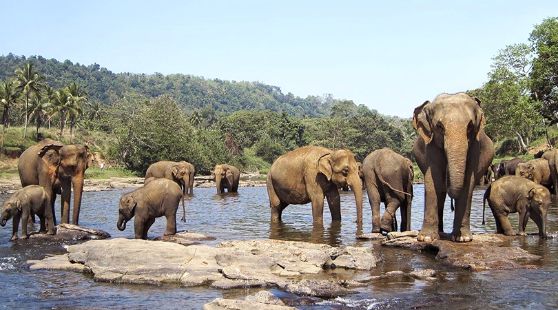 nagarhole-national-park