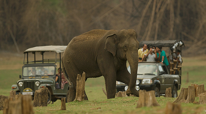 vehicle-safari-india