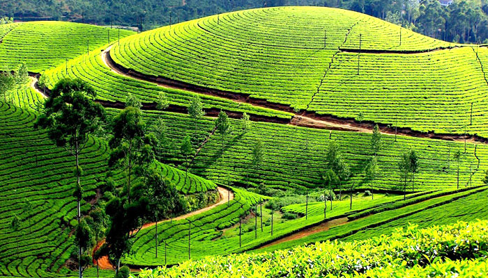 ooty-tamilnadu-india