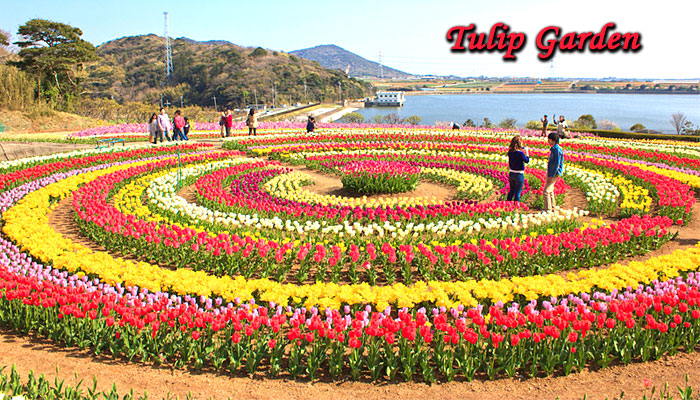 Tulip Garden Srinagar
