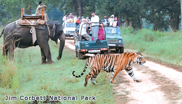 Jim Corbett National Park