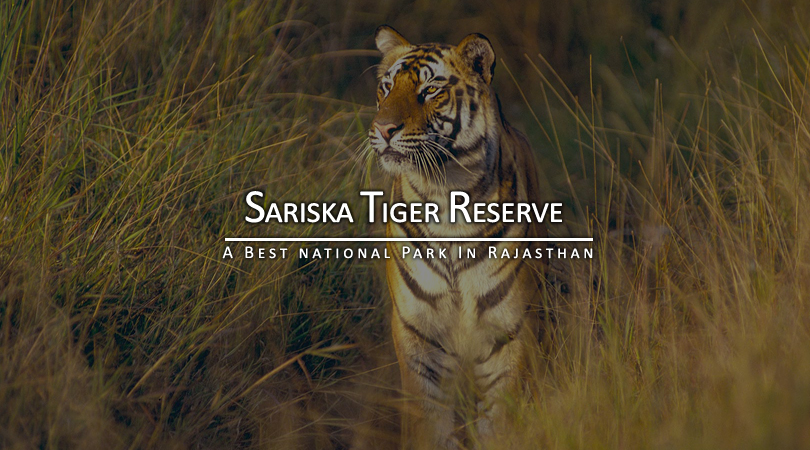 sariska-tiger-reserve-india
