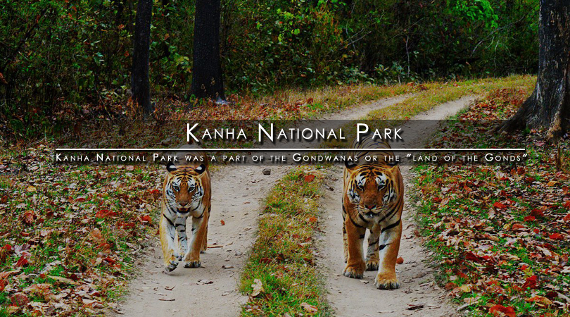 kanha-national-park-madhya-pradesh