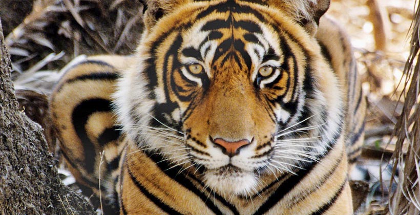 best-tiger-safari-tours-in-india