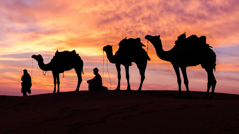 Camel Festivals In India