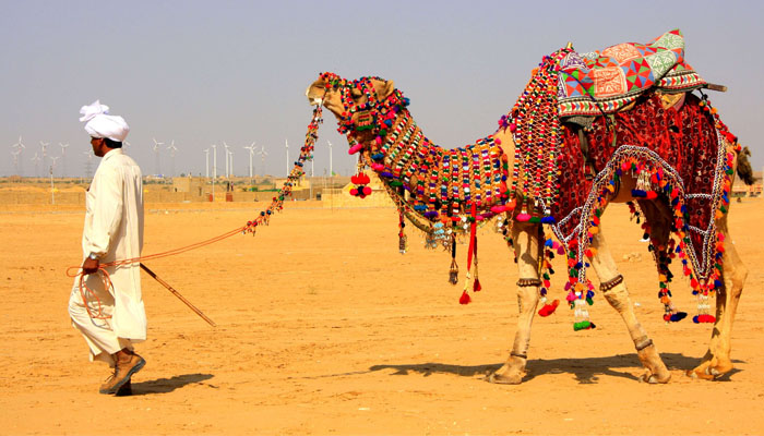 Camel Safari Camel Safari