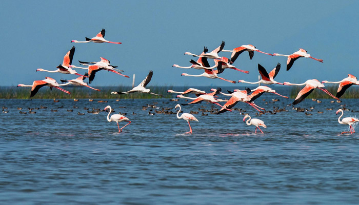 Chilika Lake Chilika Lake