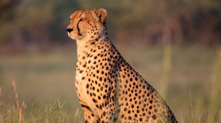 Cheetah-