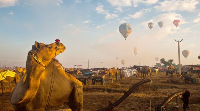 pushkar camel fair 2024
