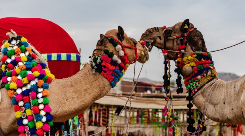 pushkar camel fair 2024