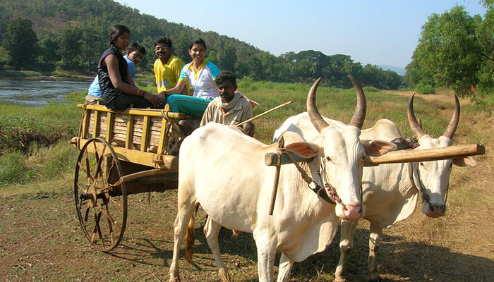 bullock-cart-ride-famers-villa