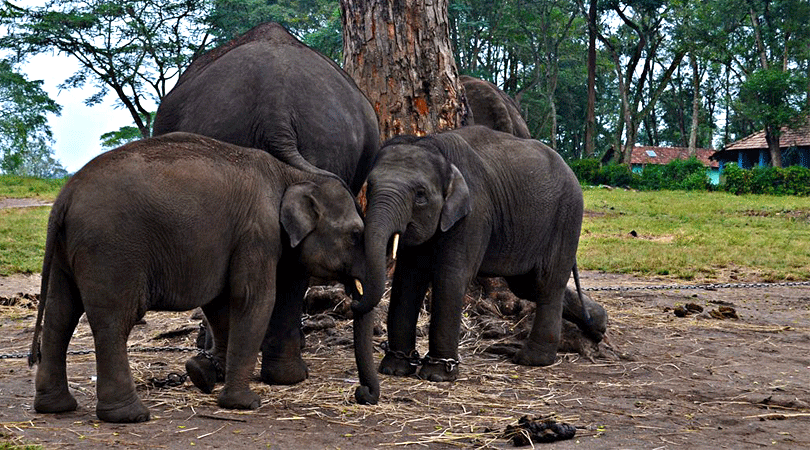 Dubare Elephant Camp for animal lovers