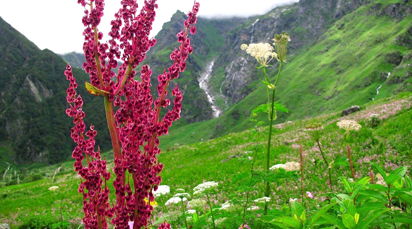 the-nanda-devi-national-park-india
