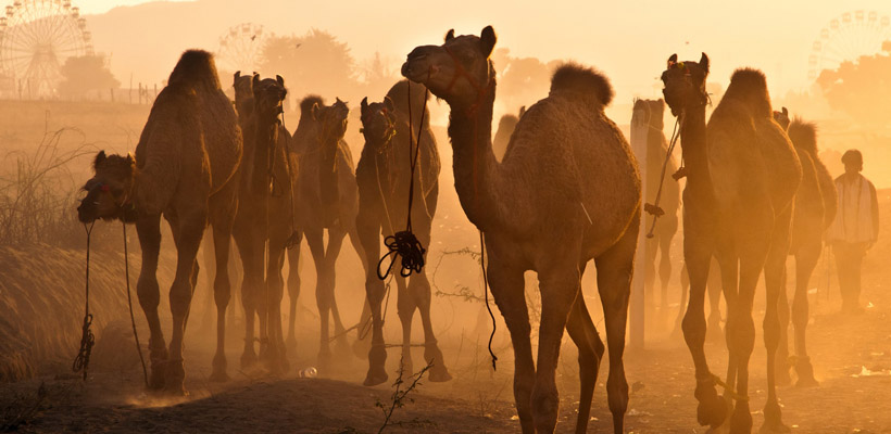 bikaner-camel-festival-in-india