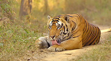 19 Days Indian Tribal ORISSA Tour Package with Kanha Tiger Reserve