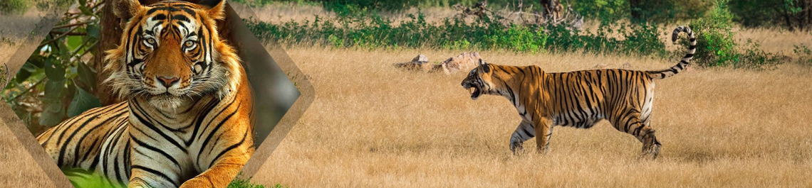 9 Days Golden Triangle India Tour Package with Ranthambore Tiger Safari