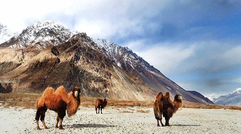 Hemis National Park, Ladakh
