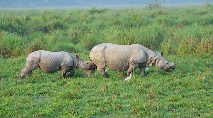 Kaziranga National Park