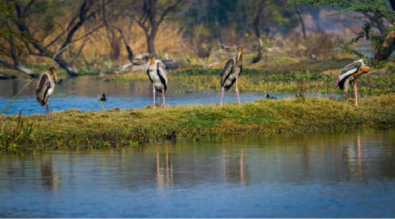 Keoladeo National Park