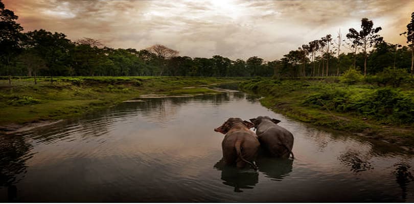 Manas Wildlife Sanctuary