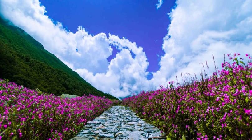Nanda Devi and Valley of Flowers National Parks