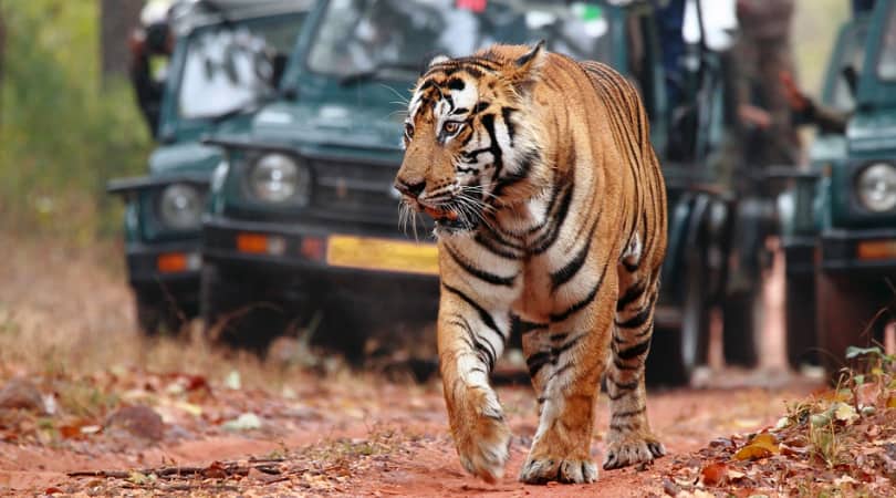 Golden Triangle India With Ranthambore Tiger Safari