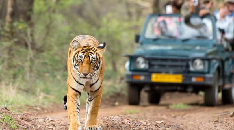 Ranthambore Tiger Safaris with the Golden Triangle tour