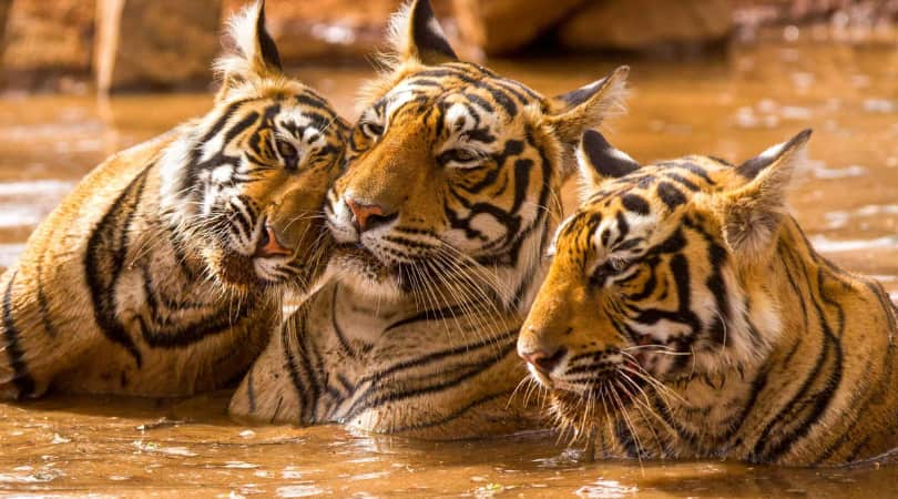 Ranthambore Tiger Safaris