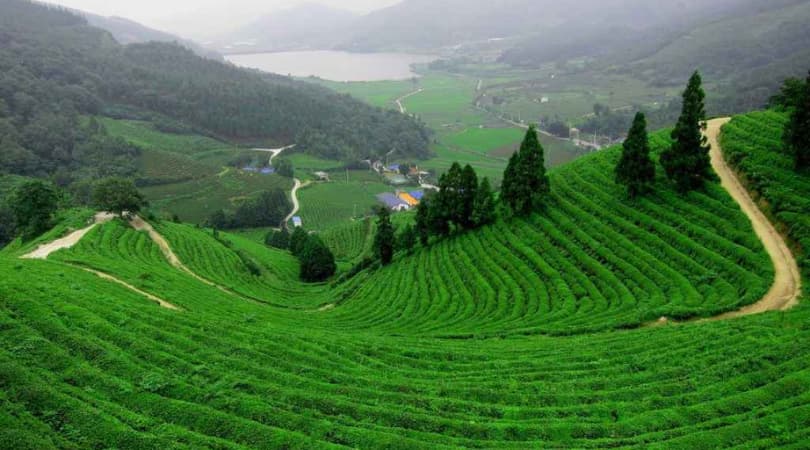 List of Places To Visit During Your Siliguri Trip