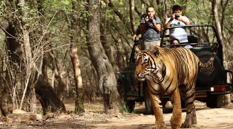Golden Triangle Tour with Ranthambore – 2025 Edition