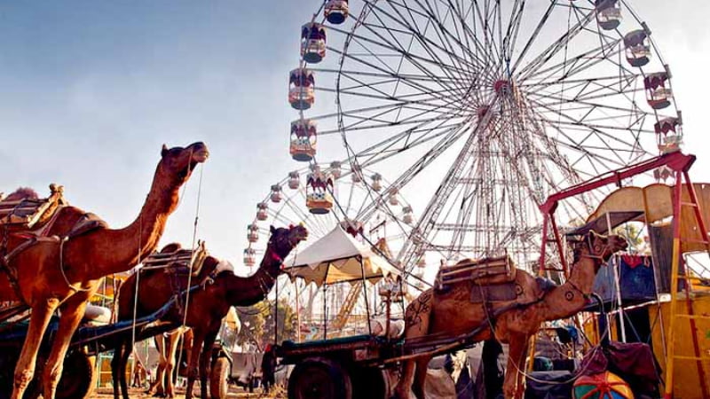 Spiritual Significance of the Pushkar Camel Fair
