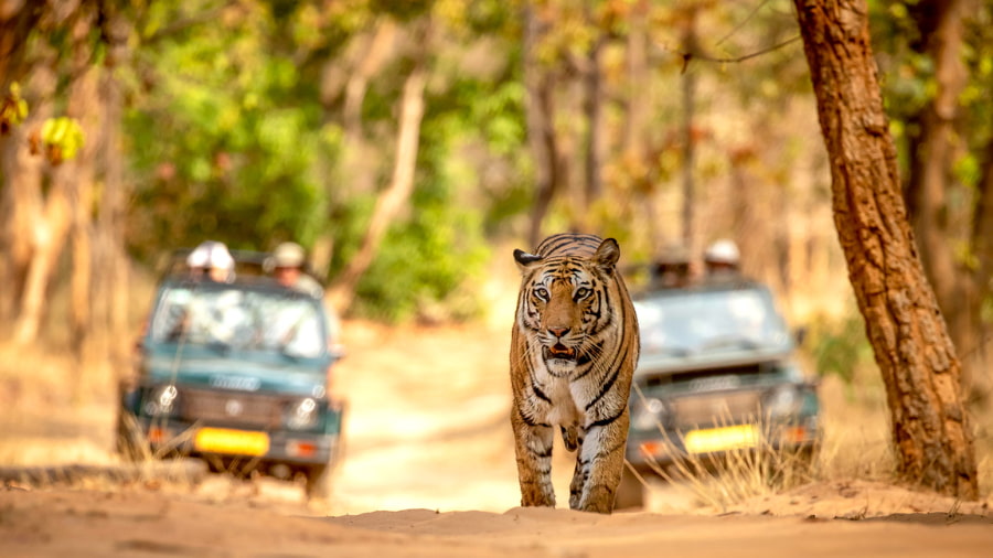 Bandhavgarh Luxury Safari