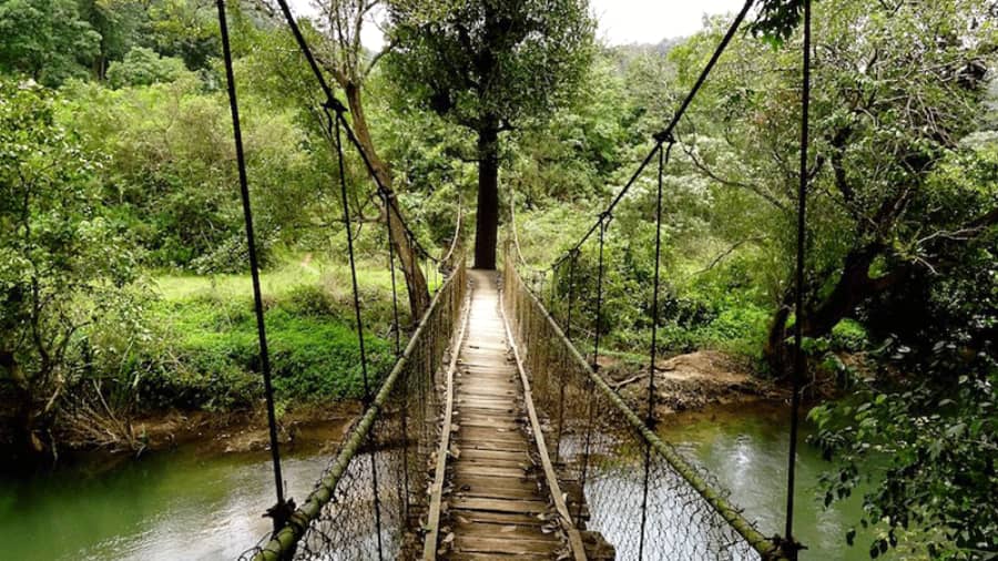 Coorg Canopy, Karnataka