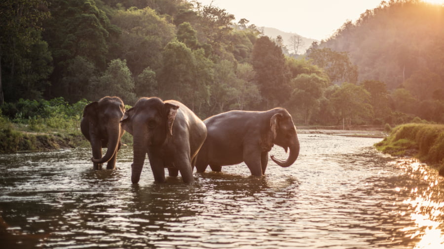 Thekkady - Adventure Amidst Wildlife