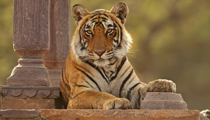 Ranthambore Ranthambore