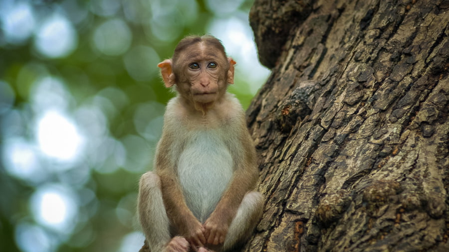 Be cautious of monkeys.