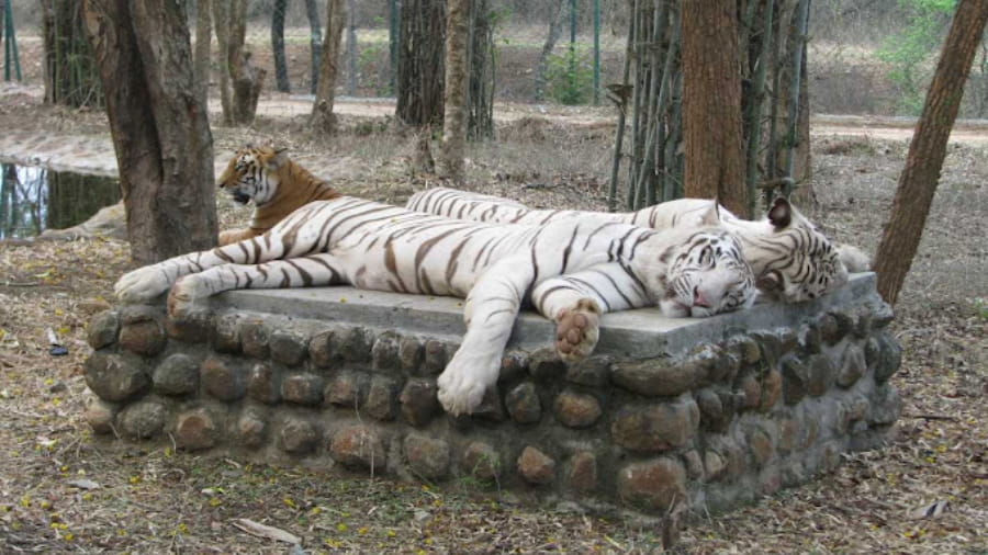 Bannerghatta National Park