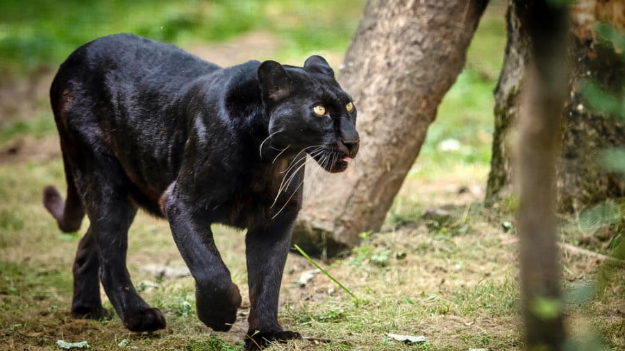 Discover the Top 10 Wildlife Sanctuaries in South India