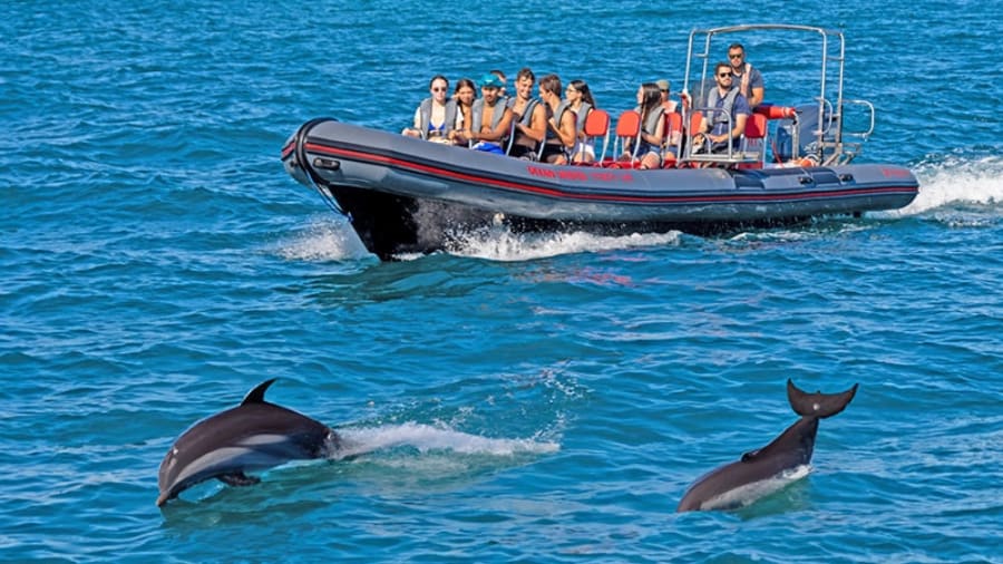 Dolphin Spotting Experiences