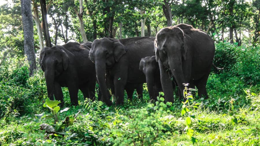 Mudumalai National Park and Wildlife Sanctuary