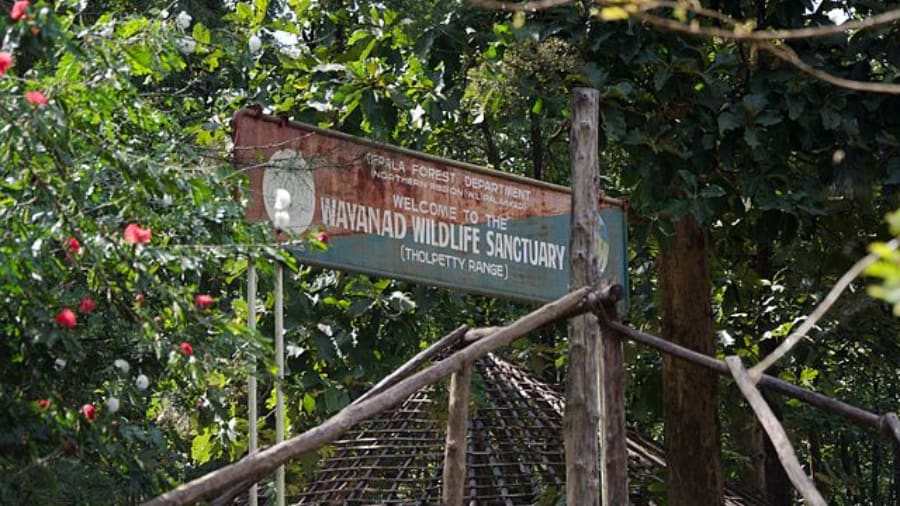 Wayanad Wildlife Sanctuary