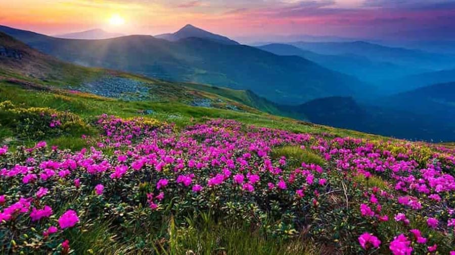Diverse Flora of the Hemis National Park